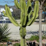Katkus Stenocereus queretaroensis CamperPark Olivares, Los Albaricoques Spanien