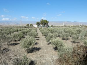 Route 66 Camping, Tabernas