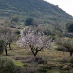 Mandelbaum, Mazzaron, Spanien