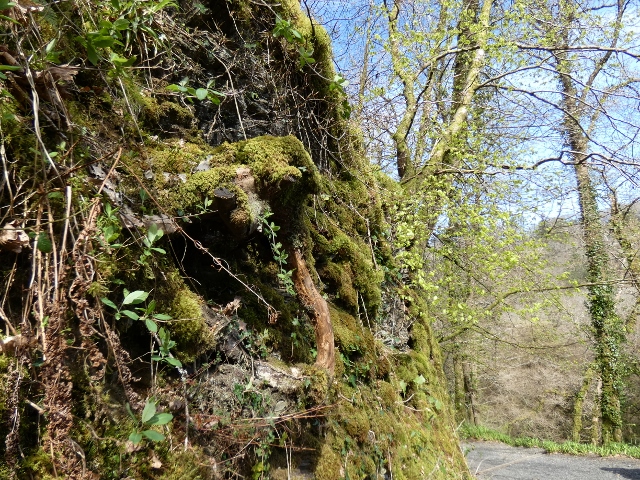 Lydford Gorge-Schlucht, Dartm0or, Deven