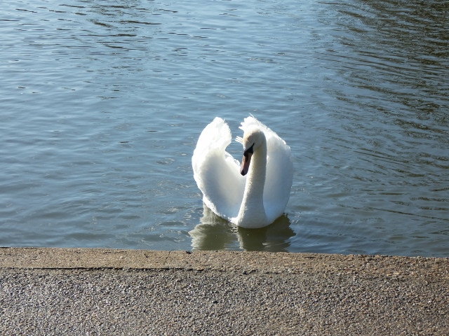 Mote Park, Maidstone, Süd-England