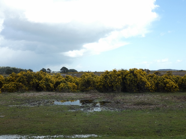 New-Forest-Nationalpark-Süd-England