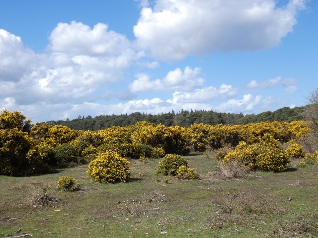 New-Forest-Nationalpark-Süd-England