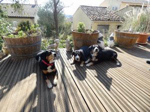 Entlebucher-Familien-Treffen - Arca, Duschka und Kiara