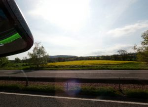 es blühen die Rapsfelder