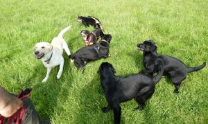 Besuch Mali, Caernarfon, Wales