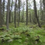 Bruar Wasserfall, Schottland