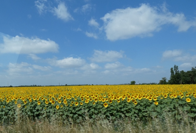 Sonnenblumen