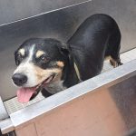 Ja, ein kleines Schweinchen