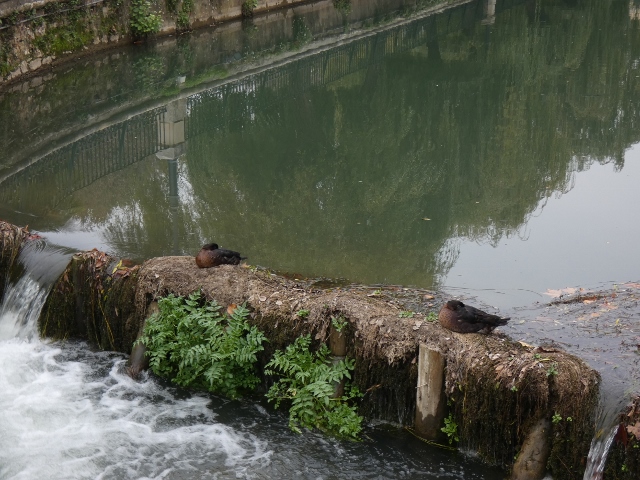 Das Rathaus von Tomar