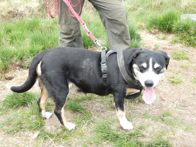 Die Zweibeiner haben keine Freude, kann ich nicht verstehen, tssssss