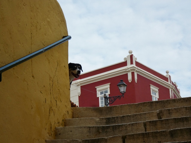 Auf die Zweibeiner muss ich immer warten, Silves Portugal