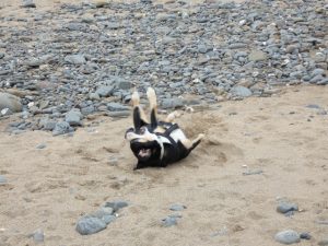 Mehr über den Artikel erfahren 10.04_Portugal-4. Etappe-der Süden-Überwintern in der Algarve und ein Hundejahr