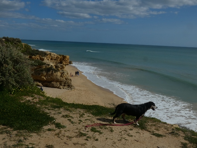 Nur schauen – für Hunde
