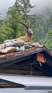 Achtung: Steinbock auf dem Dach