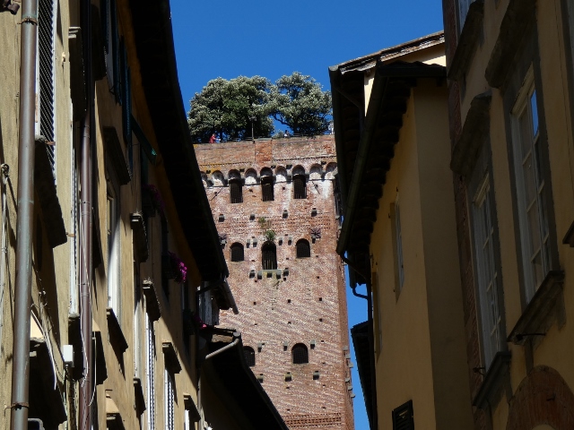 Torre Guinigi (Guinigiturm), Oben auf dem Turm, Hängegarten mit sieben Steineichen