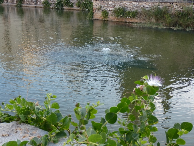 Hier sprudelt das warme Wasser