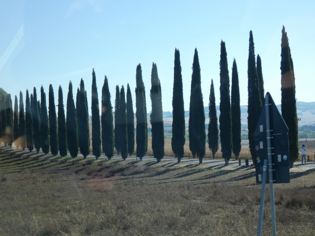 Zypressen wo man hinschaut