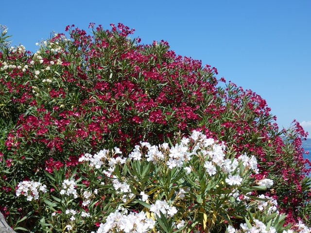 Oleander Blütenmeer
