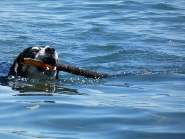und Stöckchen fangen