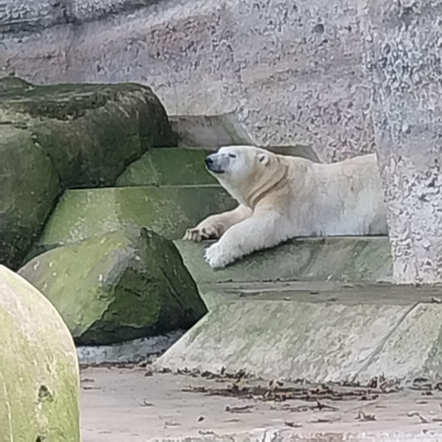 Eisbär - Ursus maritimus