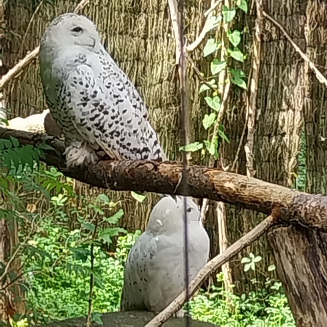 Schneeeule - Bubo scandiacus