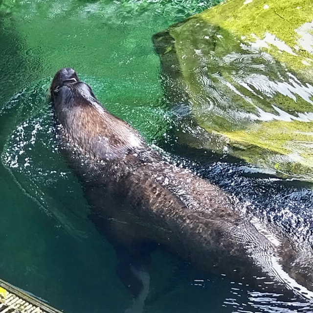 Mähnenrobbe - Otaria byronia