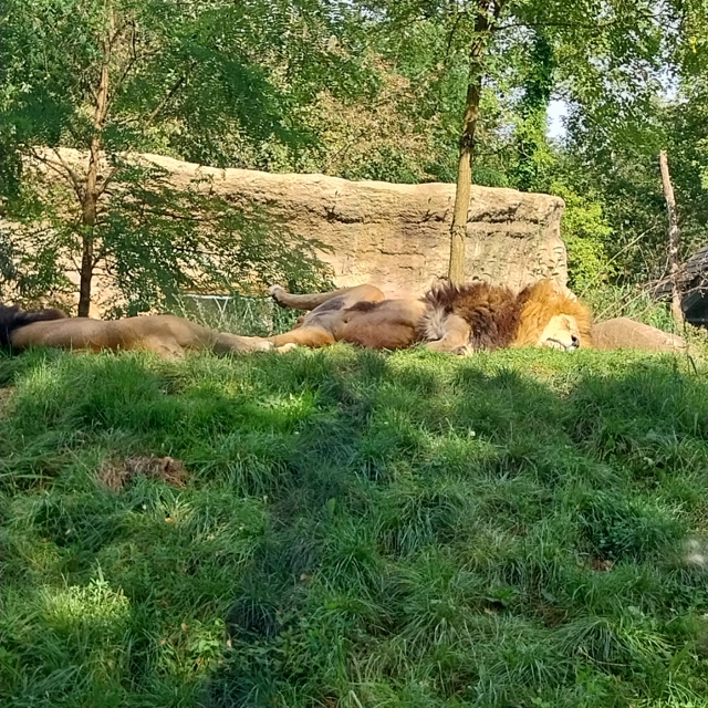 Löwe - Panthera leo