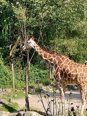 Netzgiraffe - Giraffa camelopardalis reticulata