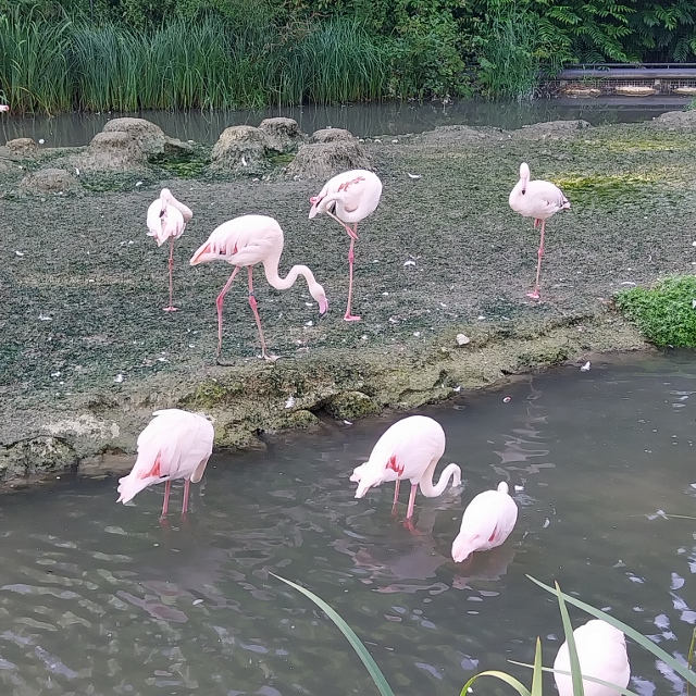 Rosa-Flamingos Phoenicopterus roseus