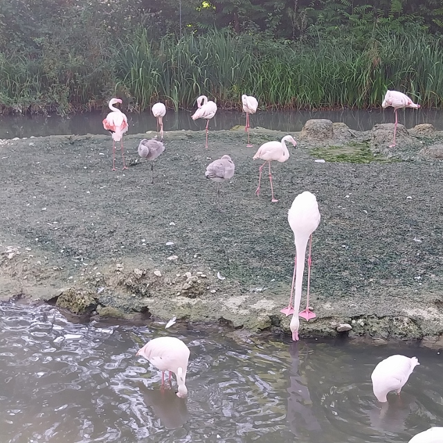 Wieso sind ihre Feldern rosa, wisst ihr's?