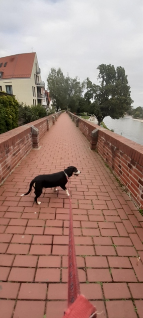 Hochwasserschutzmauer