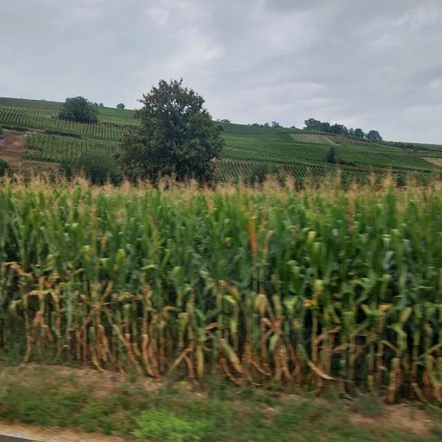 Fischingen Reben