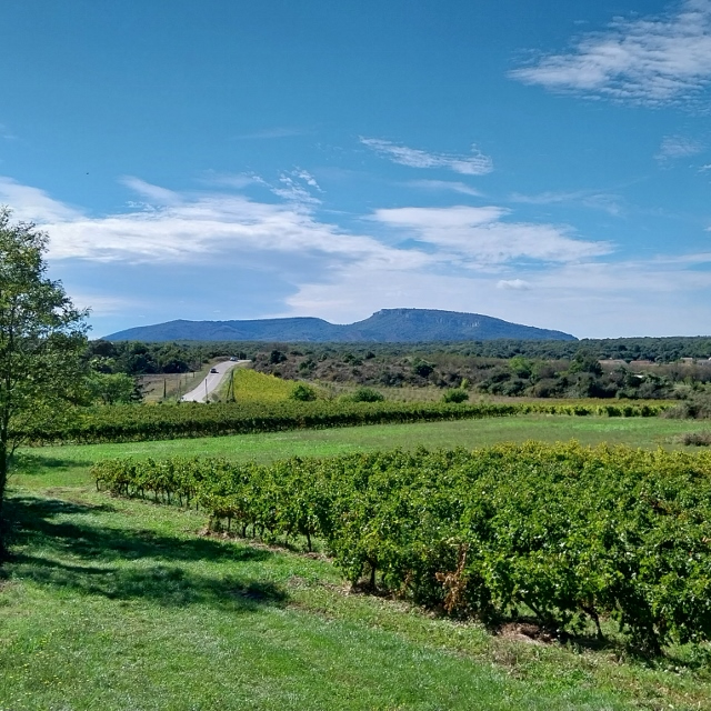 Larnas, Weinbaugebiet