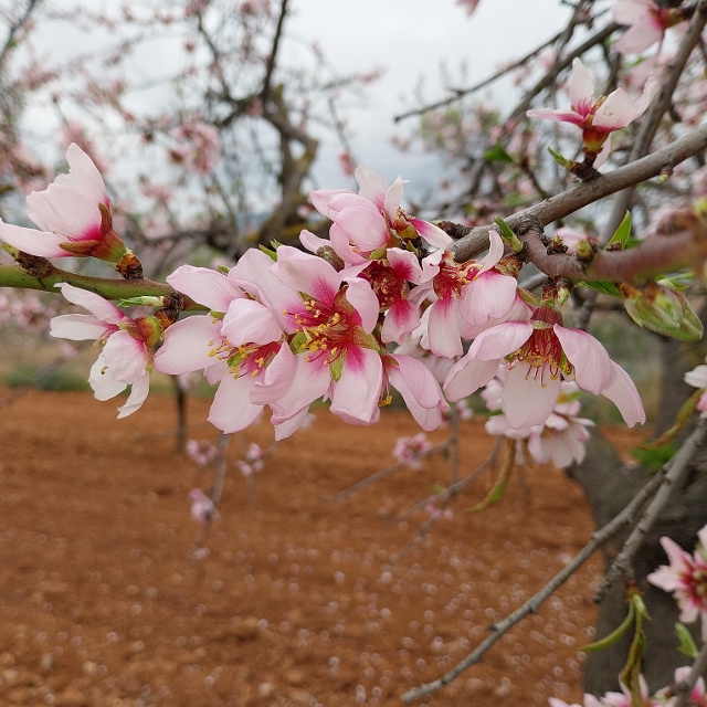 Mandelblüte