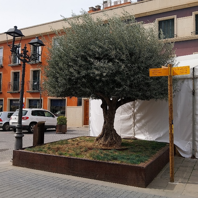 Olivenbaum