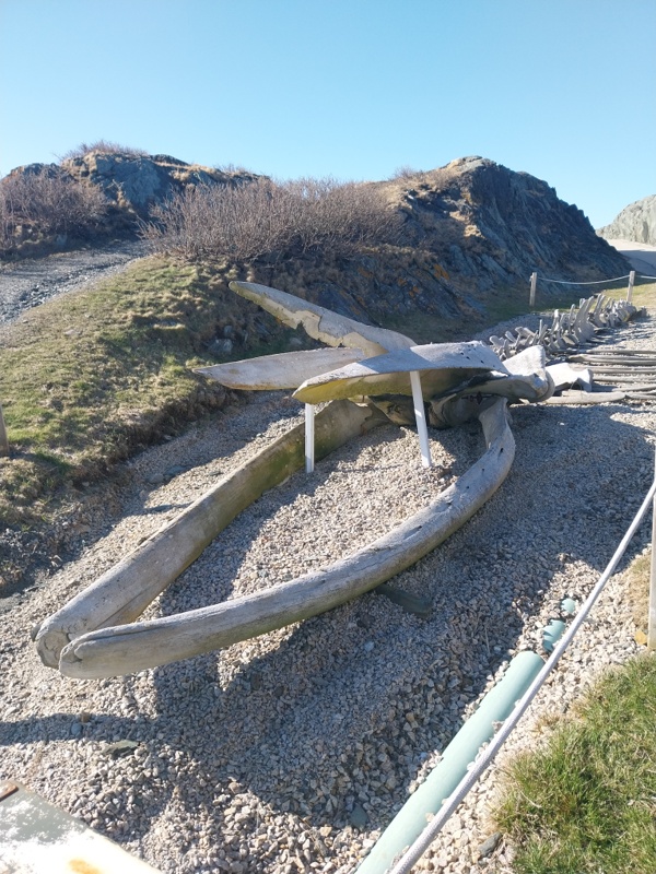 Das Maul des Wales