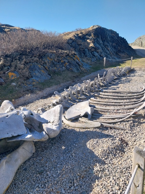 Knochengerüst des Wales
