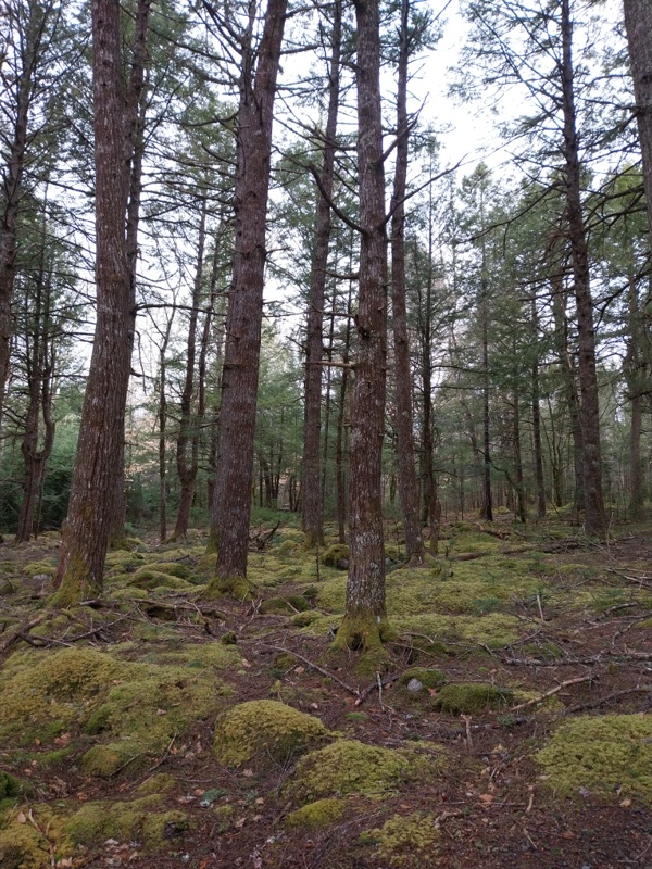 Akadischer Mischwald
