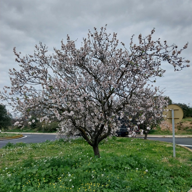 Mandelblüten