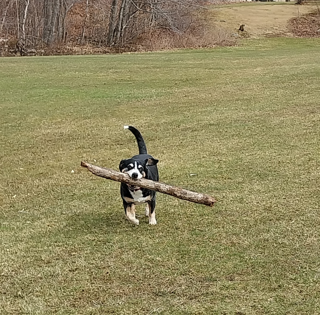 Natürlich mit Stöckchen