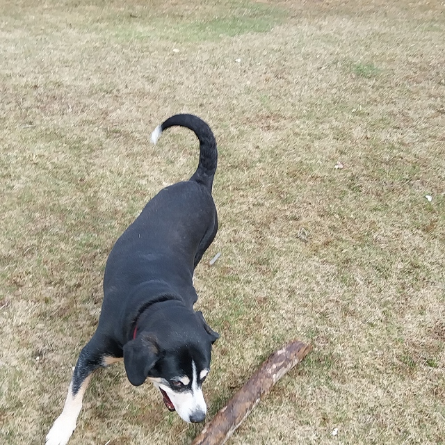 Wenn Kiara nur spielen kann