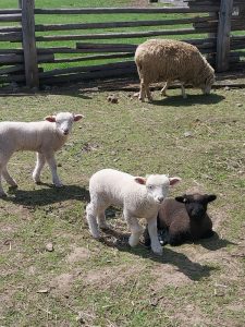 Hoftiere