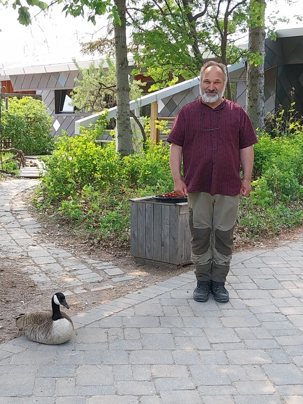 Der kanadische Gänse Flüsterer