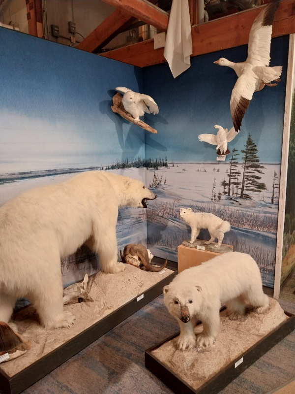 Die Subarctic Zone und ihre Bewohner