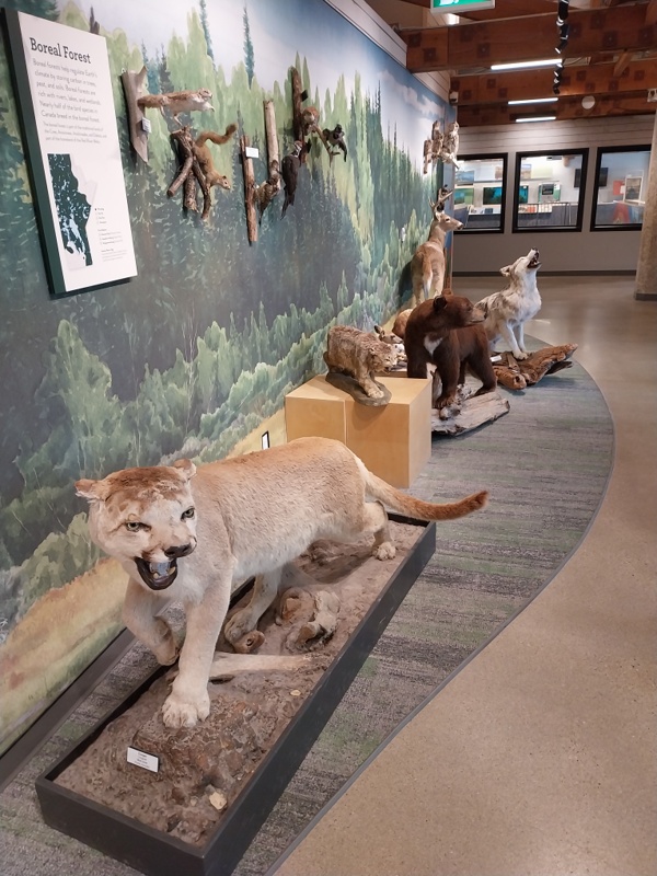 Die Boreal Forest Zone und ihre Bewohner