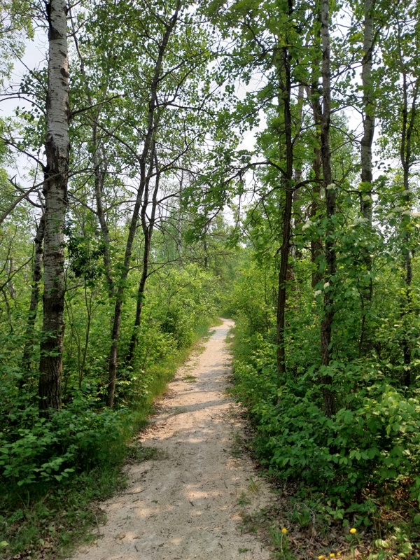 Waldspaziergang