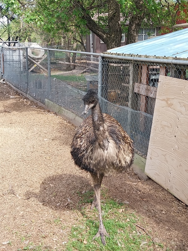 Ein Emu
