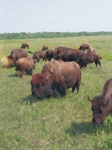 Mehr über den Artikel erfahren 01.08_Canada – 8. Etappe – Provinz Manitoba