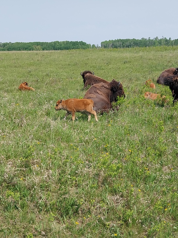 Bison mit Jungtieren